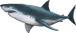 Great White Shark