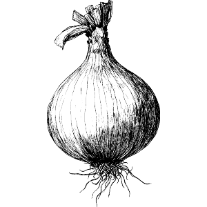 Single Onion