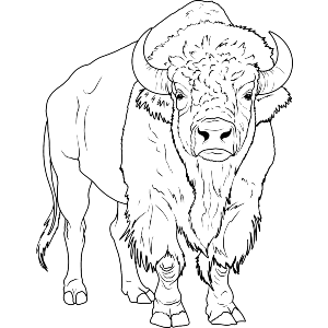 Wild Bison