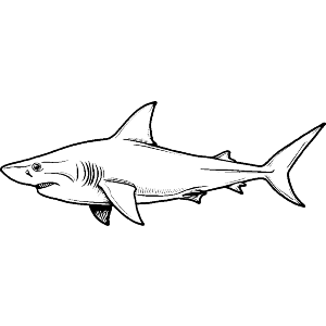 Shark Side View