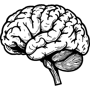 Human Brain Side View
