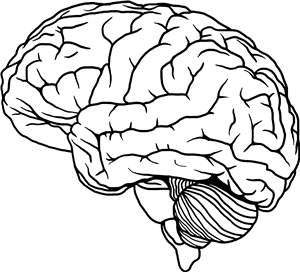 Brain