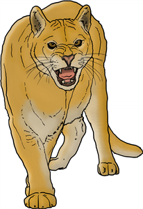 Snarling Puma