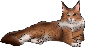 Maine Coon