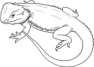 Bearded Dragon