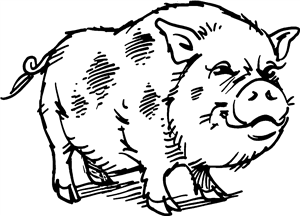 Hairy Pig