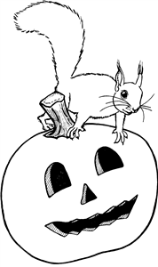 Squirrel & Pumpkin