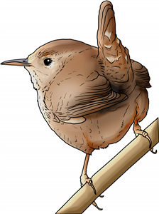 Wren