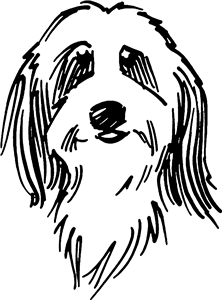Bearded Collie