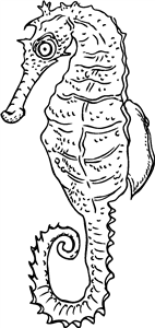 Seahorse
