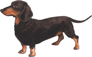 Dachshund