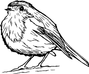 Cute Robin Bird