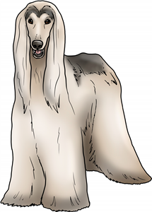 Afghan Hound
