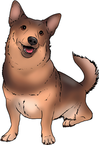 Swedish Vallhund Dog