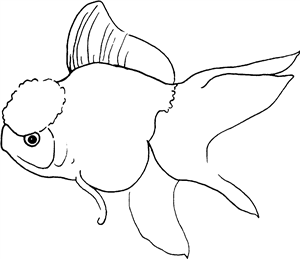 Oranda Goldfish