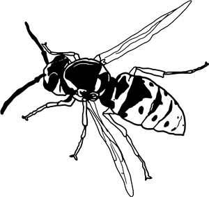Wasp