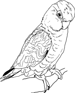 Galah Cockatoo