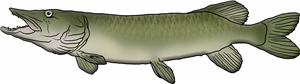 Pike Fish