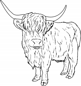 Highland Cow