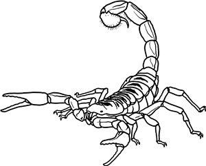 Scorpion