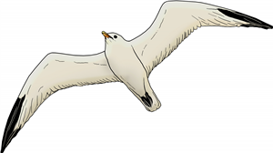 Flying Seagull