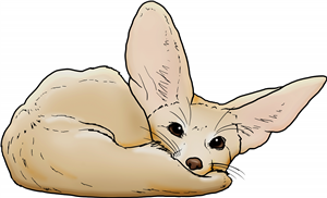 Curled Up Fennec Fox
