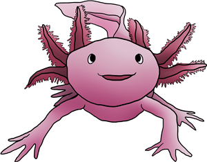 Axolotl