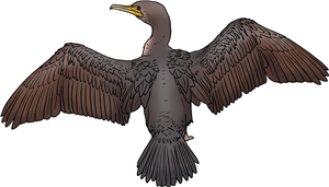 Cormorant