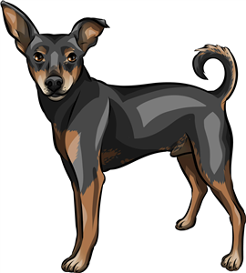 Miniature Pinscher