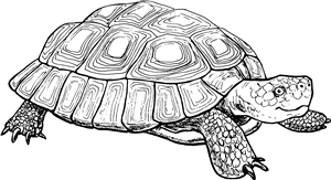 Tortoise
