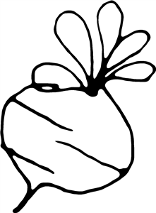 Turnip