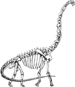 Brachiosaurus Skeleton