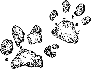 Muddy Paw Prints