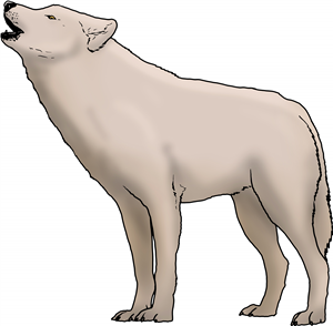 Arctic Wolf