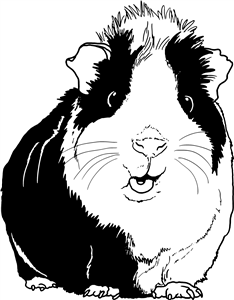 Guinea Pig