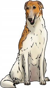 Borzoi