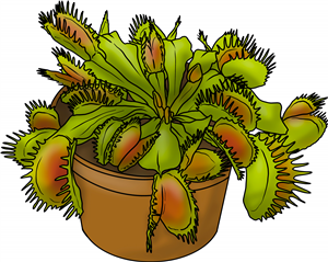 Venus Flytrap