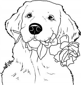 Golden Retriever & Rose