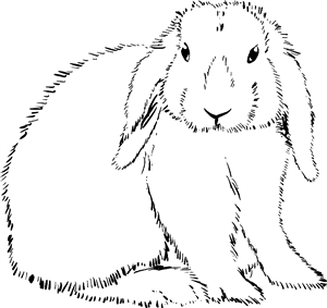 Lop-Eared Rabbit
