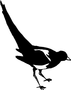 Curious Magpie