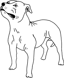 Staffordshire Bull Terrier