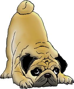 Playful Pug