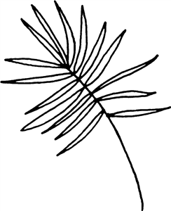 Palm Leaf