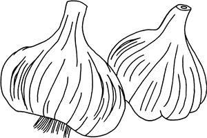 Garlic Bulbs