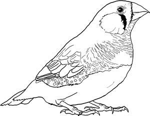 Zebra Finch