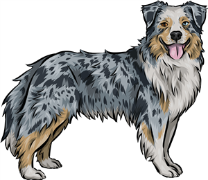Australian Shepherd