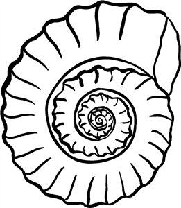 Ammonite Fossil
