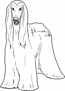 Afghan Hound