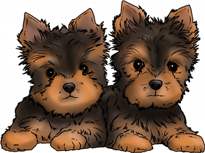 Yorkie Puppies