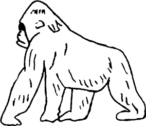 Gorilla